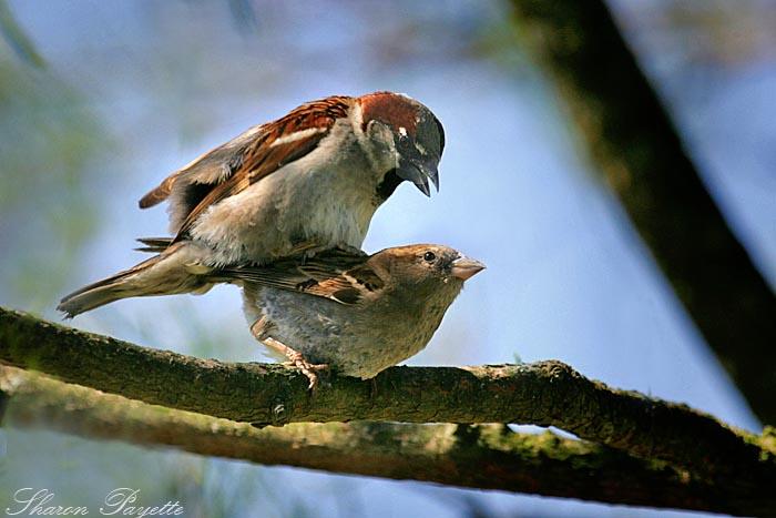 Reproduction Birds Both sexes in birds