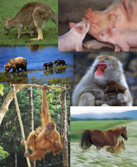Reproduction Mammals reproduce by internal fertilization.
