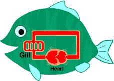 Circulation Fishes Fish have a closed circulatory system.