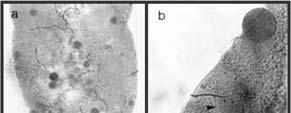 Plasmodium berghei: oocysts 43 Ookinete to oocyst transfromation Meis et al., 1987, Parasitol Res.