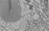 microgametocyte Three rounds of