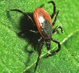 NexGard Kills Three Common Tick Species Six studies 32 34 with a total of 8 dogs were conducted to evaluate the efficacy of NexGard against three species of ticks of veterinary importance in the