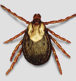 Results: Dermacentor variabilis 34 NexGard was 97.3% effective against live D. variabilis ticks through Day 3. There were significant differences in live tick counts (P.6) and dead tick counts (P.