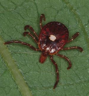 8% effective when measured at 72 hours post-infestation for 31 days. Live tick counts were significantly reduced (P.1) and dead tick counts were significantly increased (P.