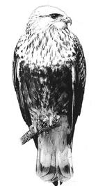 hovers, feeds on small rodents soaring - slight dihedral gliding - nearly flat Broad-winged Hawk L = 15 in., WS = 34 in. Wt. = 14 oz.
