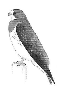 Dark bib, whitish chin Mostly white chest, sometimes with brown barring, long tail has dark band near tip.