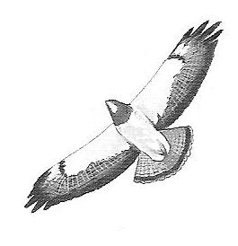 soaring - distinct dihedral gliding nearly flat Kiting Red-tails are the most common hawk in N. America.