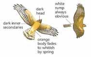 ) Terminology Primaries outer wing (flight) feathers Nape back of neck Dihedral wings in v-shape