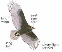 Golden feathers on nape Overall large and dark Habitat Mountainsides and canyons, as well as