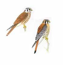 American Kestrel L = 8-10 in., WS = 20-24 in. Wt. = 3.4-5.3 oz Smallest falcon Long tailed and pointy wings Habitat Found in open country and in cities.
