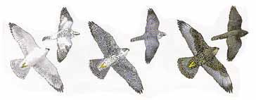 of the upper beak through which the nostrils open Wing attitude how wings are held Differences in plumage by sex and/or age The most colorful falcon, best