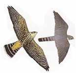 Adult Male Adult Adult Female Adult Confused with Merlin and Peregrine Falcon