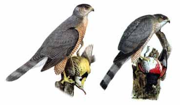 Which accipiter is it? Northern Goshawk, Coopers, Sharp-shinned 1.