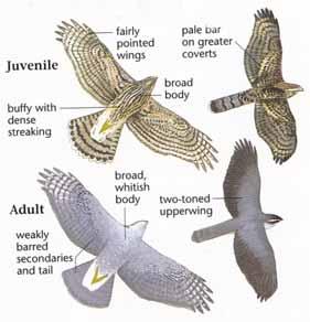 They do not hesitate to enter brushy areas or to run on the ground after prey. Sharp-shinned Hawk Male L = 9-11 in., WS = 20-22 in. Wt. = 3-4 oz. Female L = 11-13 in.
