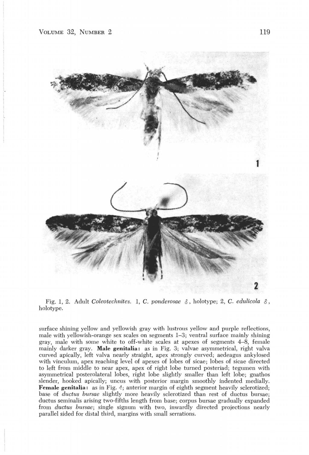 VOLUME 32, NUMBER 2 119 1 Fig. 1, 2. Adult Coleotechnites. 1, C. ponderosae 0, holotype; 2, C. edulicola 0, holotype.