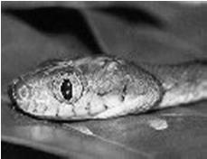 Prior to their arrival there were no native predatory snakes on Guam. You do the math.
