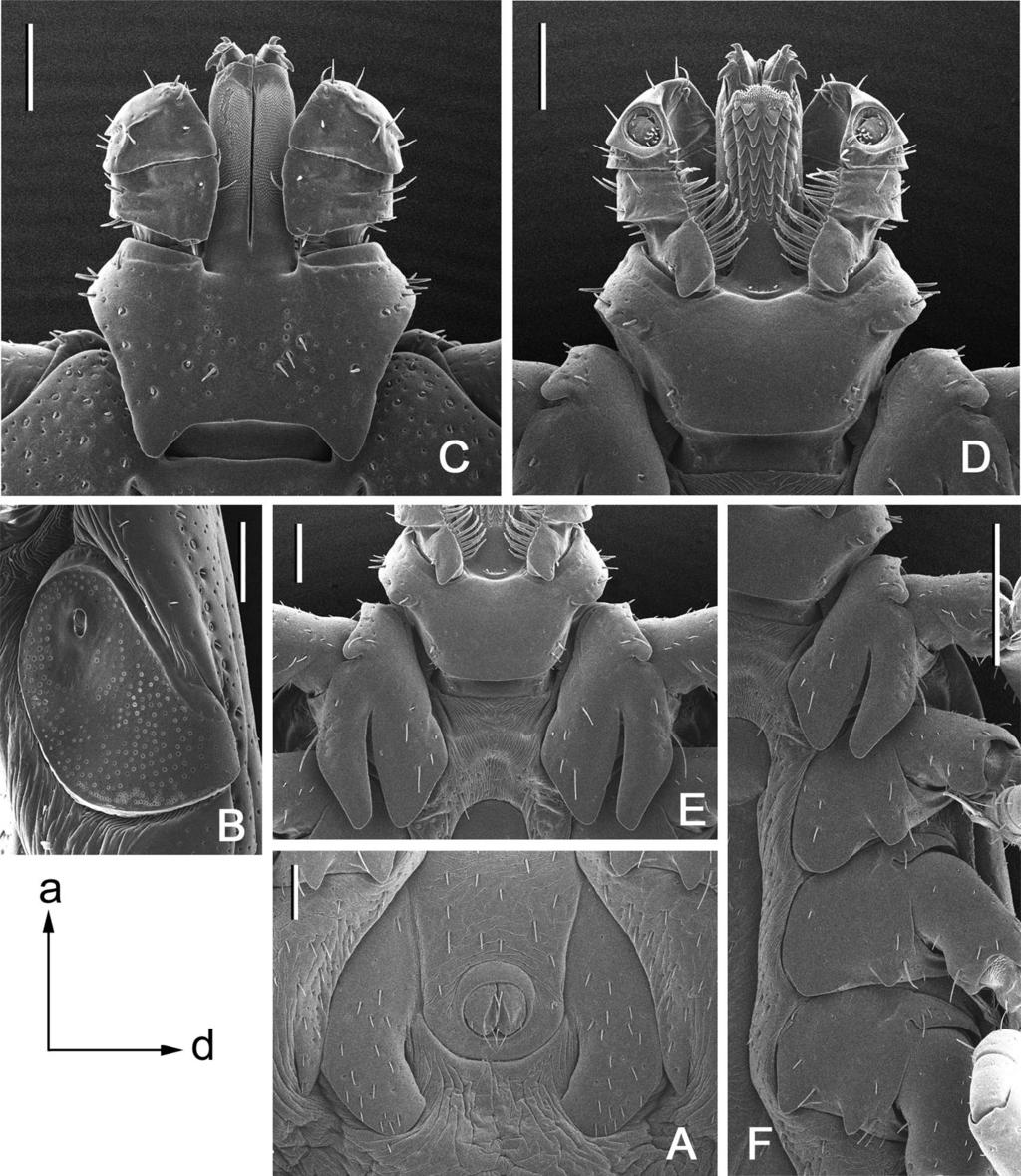 482 JOURNAL OF MEDICAL ENTOMOLOGY Vol. 50, no. 3 Fig. 2. Rhipicephalus congolensis n. sp., male. (A) Anal plates. Bar 0.2 mm. (B) Spiracular plate. Bar 0.2 mm. Arrows indicate orientation of spiracular plate (a anterior; d dorsal).