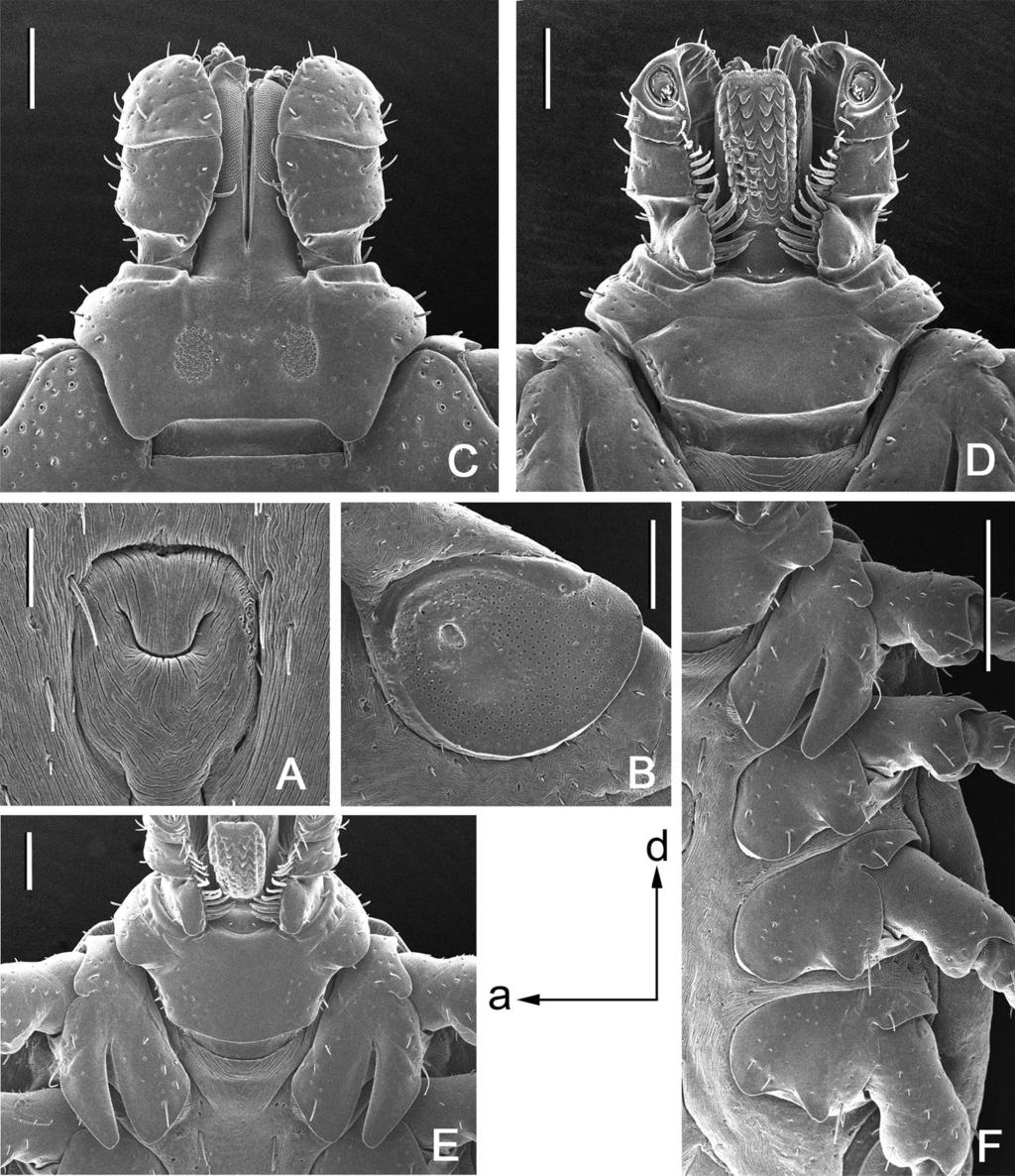 May 2013 APANASKEVICH ET AL.: NEW AFRICAN Rhipicephalus SPECIES 483 Fig. 3. Rhipicephalus congolensis n. sp., female. (A) Genital aperture. Bar 0.1 mm. (B) Spiracular plate. Bar 0.2 mm.