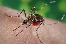 Mosquito-Borne Diseases: Malaria, Chikungunya, Dengue, Yellow fever, 3 strains of Encephalitis and