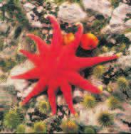 The term echinoderm is from the Greek echinos, meaning spiny, and derma, meaning skin.