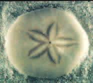 urchins are found on the ocean bottoms while sand dollars live in sandy areas along the sea coast. Cucumbers cucumbers are soft-bodied, sluglike animals without arms.