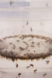Mosquitoes in Arizona currently vector the pathogens that