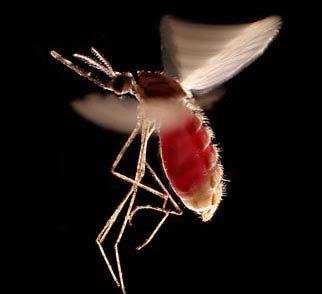 West Nile, Saint Louis Encephalitis, Dengue, and Chikungunya B.