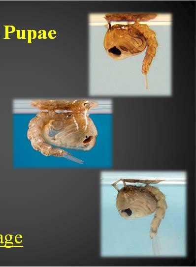 Stage that Pupae changes from