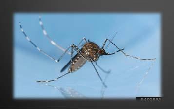 all are permanent water mosquitoes, populations