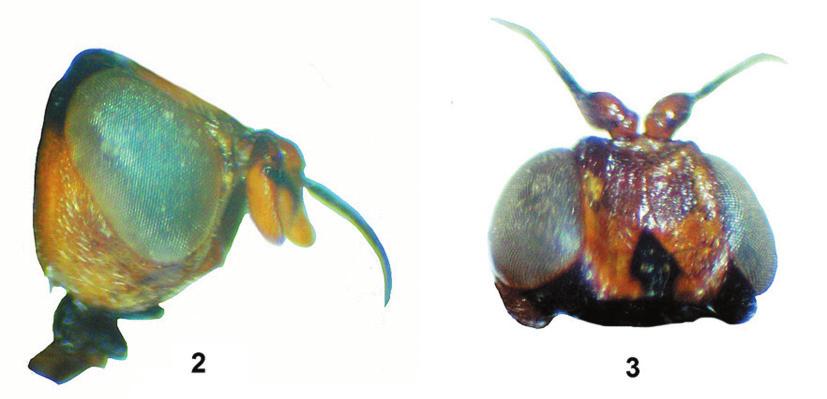 A New Species of Chyliza (Diptera, Psilidae) from Iran 277 2 3 4 5 Fig. 2 5. Chyliza qaradaghi sp. n., head: 2, 3 female (2 lateral view, 3 dorsal view), 4, 5 male (4 lateral view, 5 dorsal view).