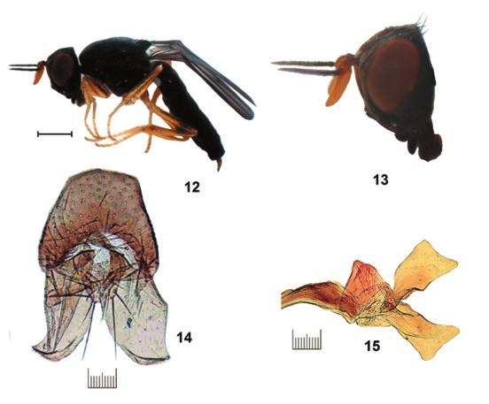 A New Species of Chyliza (Diptera, Psilidae) from Iran 279 12 13 14 15 Fig. 12 15. Chyliza extenuata, }: 12 total view, left; 13 head, lateral view; 14 hypopigium, dorsal view; 15 aedeagus.