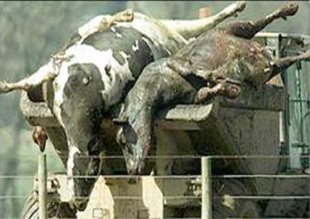 2 Cattle carcasses infected with a foreign animal disease are being transported for disposal after an outbreak.