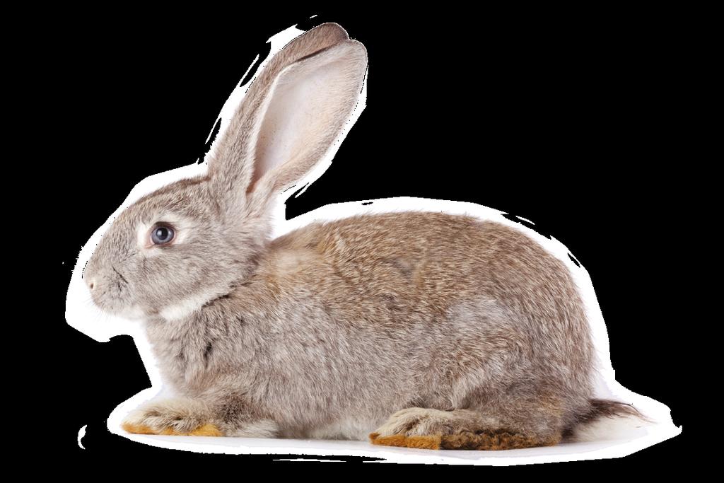 You should be able to see a waist: if not, your rabbit may be a bit overweight.