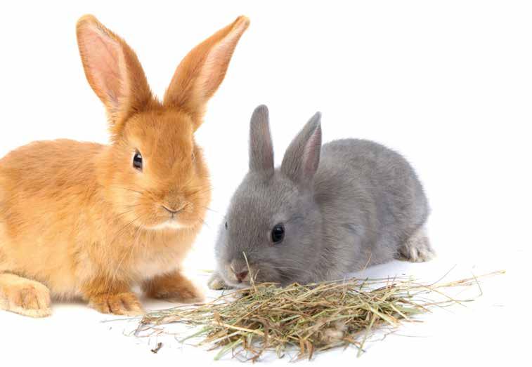 Diet Rabbits come in many shapes and sizes. The type and amount of food they need depends on their breed, species, age, health and lifestyle. Your rabbit needs fresh water to drink at all times.