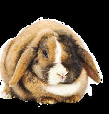 Hay, grass and root vegetables are ideal foods for rabbits.