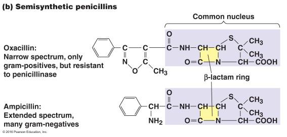 Susceptible to penicillinases (β lactamases) Semisynthetic