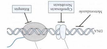 Targeting DNA/NA Inhibition of growth by analogues Quinolones - Inhibit DNA gyrase A and topoisomerase IV Selectively block DNA synthesis - Totally synthetic antimicrobials Novobiocin -Inhibit DNA