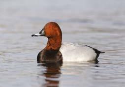 back. Pochard This duck normally has a