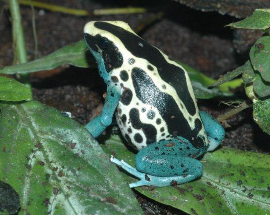 1-8 Ectotherms Amphibians and reptiles use ~3% of energy of a size-matched mammal Also