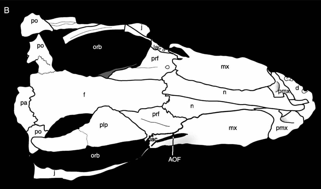 Figure 9. UA 8720, Araripesuchus tsangatsangana.