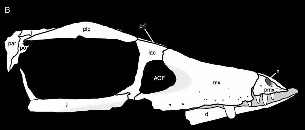 Figure 10. UA 8720, Araripesuchus tsangatsangana.