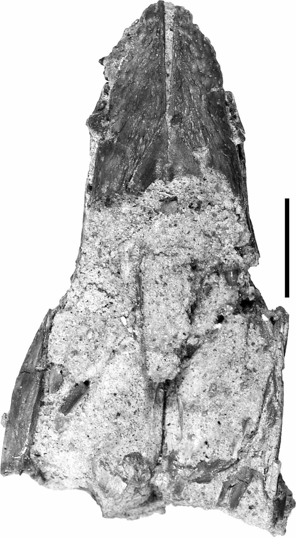 270 A. H. Turner Figure 11. UA 8720, Araripesuchus tsangatsangana.