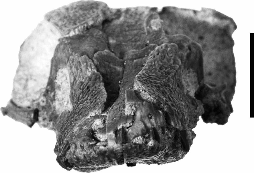 New Araripesuchus from Madagascar 271 Figure 12.