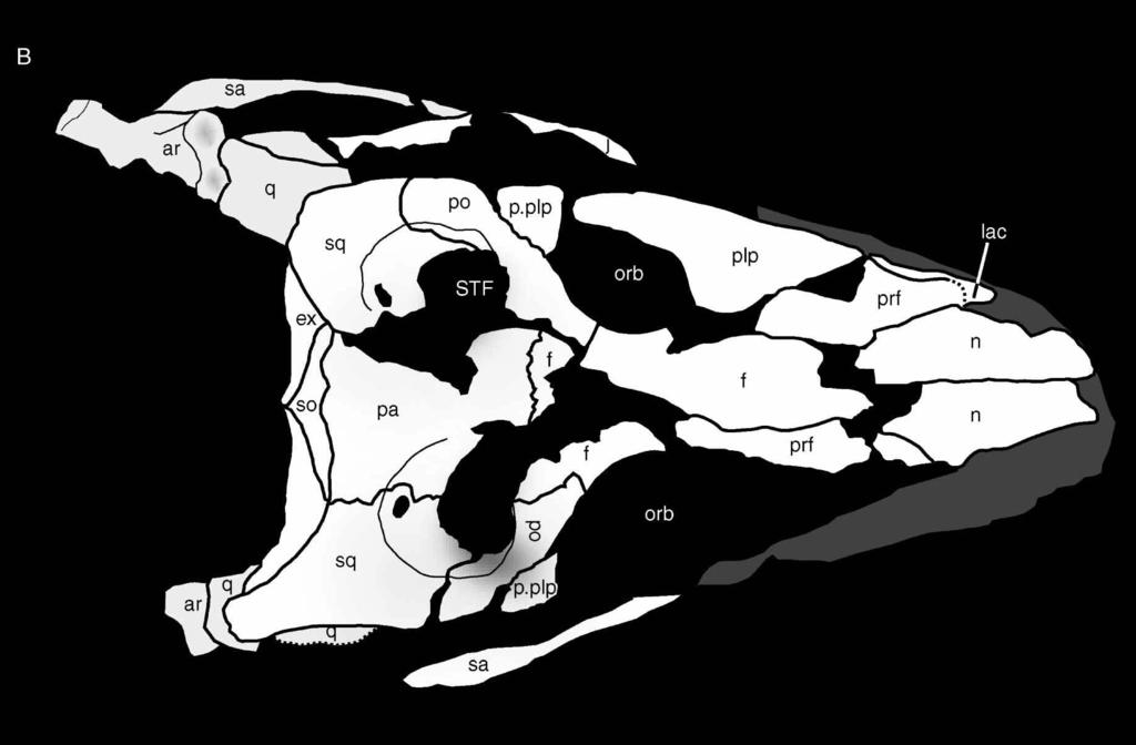 Figure 14. FMNH PR 2297, Araripesuchus tsangatsangana.