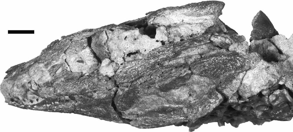 New Araripesuchus from Madagascar 277 Figure 17. FMNH PR 2297, Araripesuchus tsangatsangana. Skull in left lateral view. Scale ¼ 1 cm. (Photograph by C. Leonard.