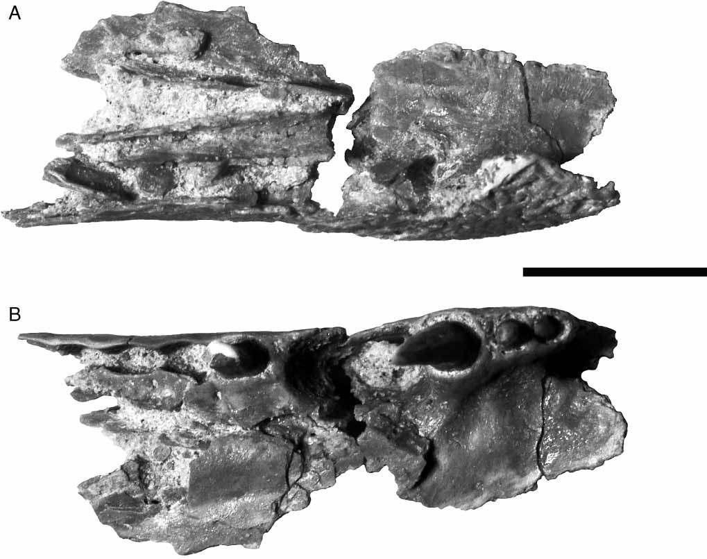New Araripesuchus from Madagascar 279 Figure 22. FMNH PR 2321, Araripesuchus tsangatsangana. A, Dorsal view of the palatal lamina, showing internal ridges and depressions.