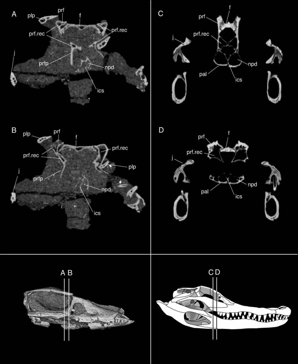 New Araripesuchus from Madagascar 281 Figure 25.