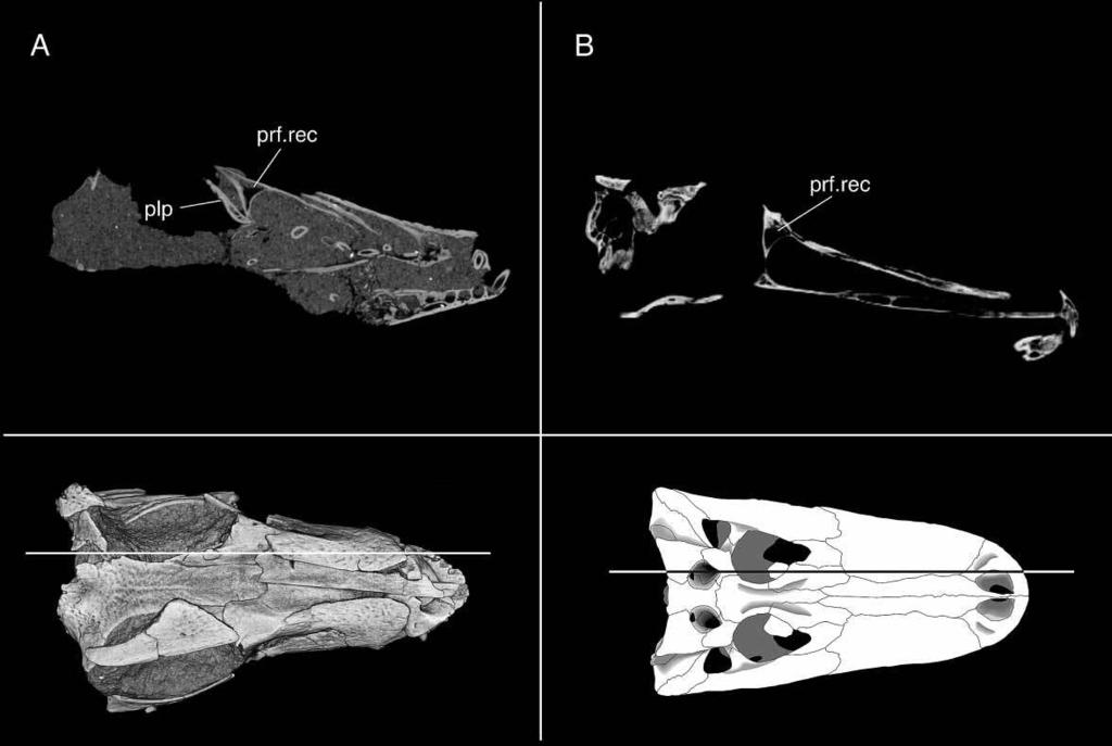 282 A. H. Turner Figure 26. Sagittal CT section through left prefrontal recess in UA 8720 (Araripesuchus tsangatsangana A) and TMM m-7487 (Alligator mississippiensis B). otoccipital (Figure 34).