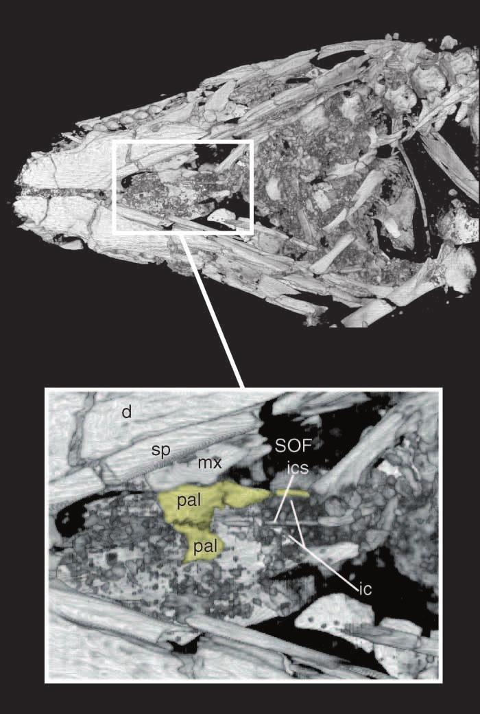 A, Right lateral view of FMNH PR 2299, showing relationships between laterosphenoid, basisphenoid, parietal, and foramen ovale, as well as features possibly associate with ophthalmic artery and nerve.