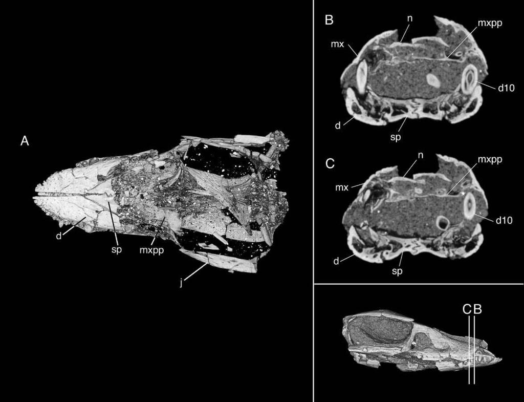 New Araripesuchus from Madagascar 293 Figure 43. UA 8720, Araripesuchus tsangatsangana.